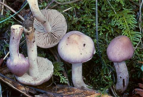 Inocybe lilacina